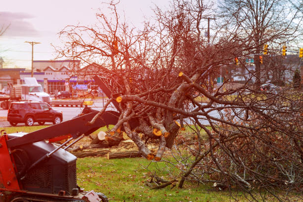 Best Storm Damage Tree Cleanup  in Skyline Acres, OH